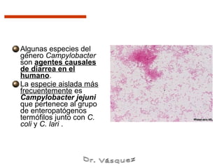 Algunas especies del
género Campylobacter
son agentes causales
de diarrea en el
humano.
La especie aislada más
frecuentemente es
Campylobacter jejuni
que pertenece al grupo
de enteropatógenos
termófilos junto con C.
coli y C. lari .
 