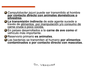 Campylobacter jejuni puede ser transmitido al hombre
por contacto directo con animales domésticos o
silvestres.
La transmisión indirecta de este agente sucede a
través de alimentos por manipulación y/o consumo de
carne cruda o poco cocida.
En países desarrollados a la carne de ave como el
vehículo más importante.
Reservorio primario es animales.
Las bacterias se transmiten al humano por alimentos
contaminados o por contacto directo con mascotas.
 