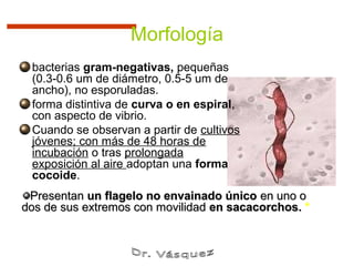 Morfología
 bacterias gram-negativas, pequeñas
 (0.3-0.6 um de diámetro, 0.5-5 um de
 ancho), no esporuladas.
 forma distintiva de curva o en espiral,
 con aspecto de vibrio.
 Cuando se observan a partir de cultivos
 jóvenes; con más de 48 horas de
 incubación o tras prolongada
 exposición al aire adoptan una forma
 cocoide.
 Presentan un flagelo no envainado único en uno o
dos de sus extremos con movilidad en sacacorchos. *
 
