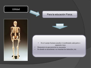 Utilidad

                           Para la educación Física.




               •   En el cuerpo humano puedes ir nombrando cada parte o
                                      segmento óseo.
           •   Demostrar en que posición se encuentra
           •   En donde se encuentran o se insertan los músculos, etc.
 