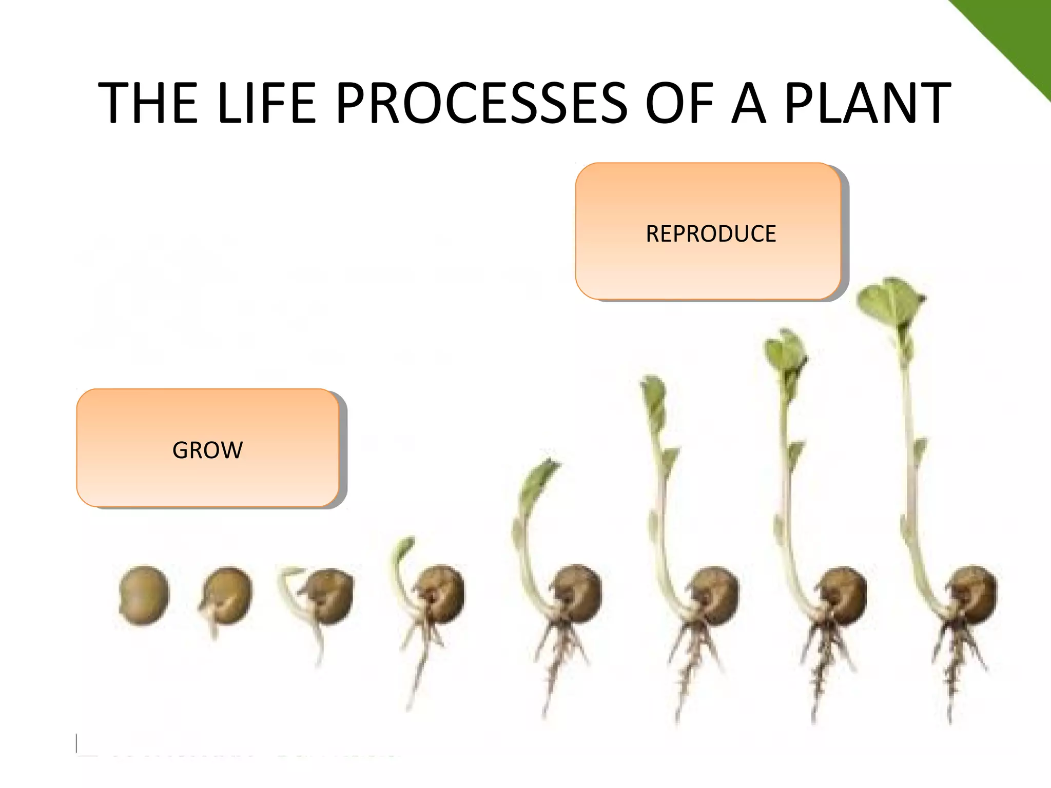 THE LIFE PROCESSES OF A PLANT
GROWGROW
REPRODUCEREPRODUCE
