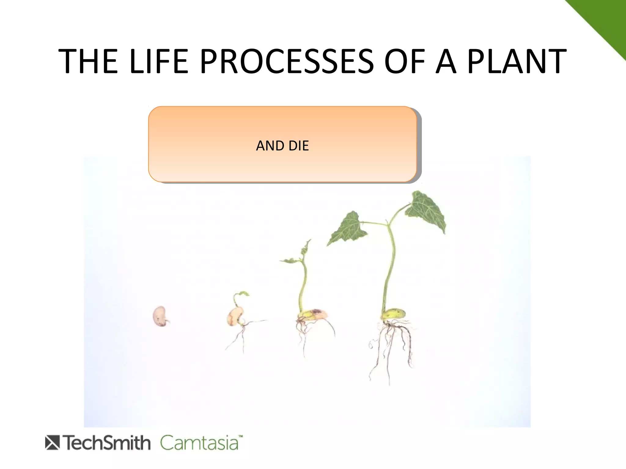 THE LIFE PROCESSES OF A PLANT
AND DIEAND DIE