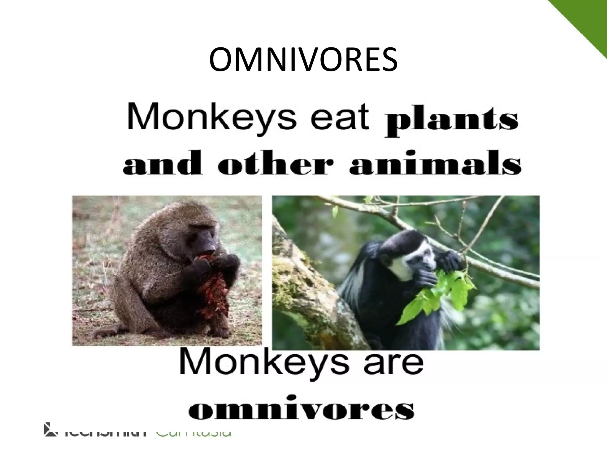 OMNIVORES