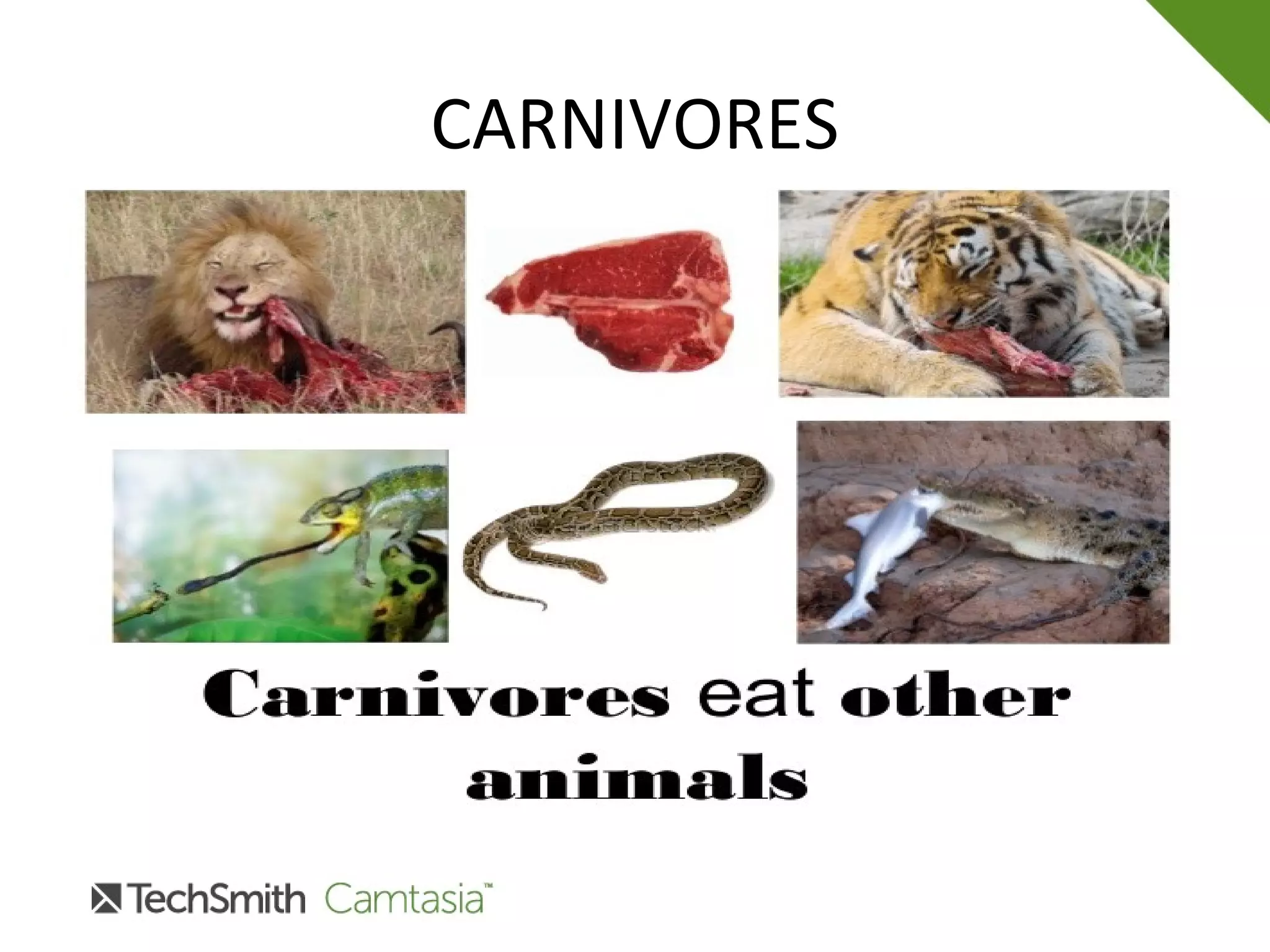 CARNIVORES