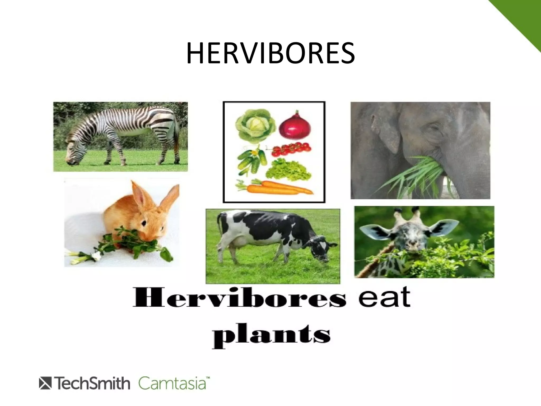 HERVIBORES