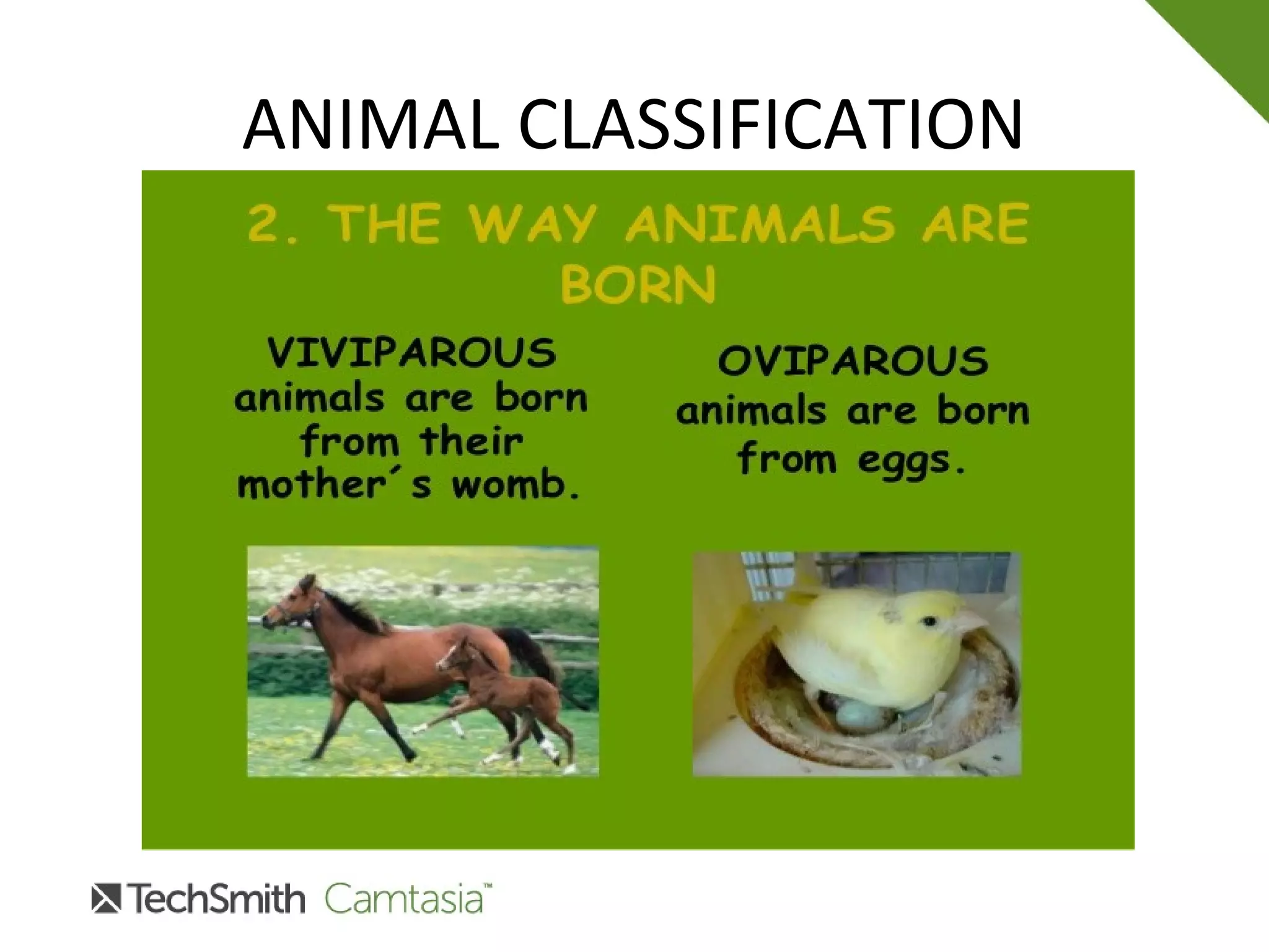ANIMAL CLASSIFICATION