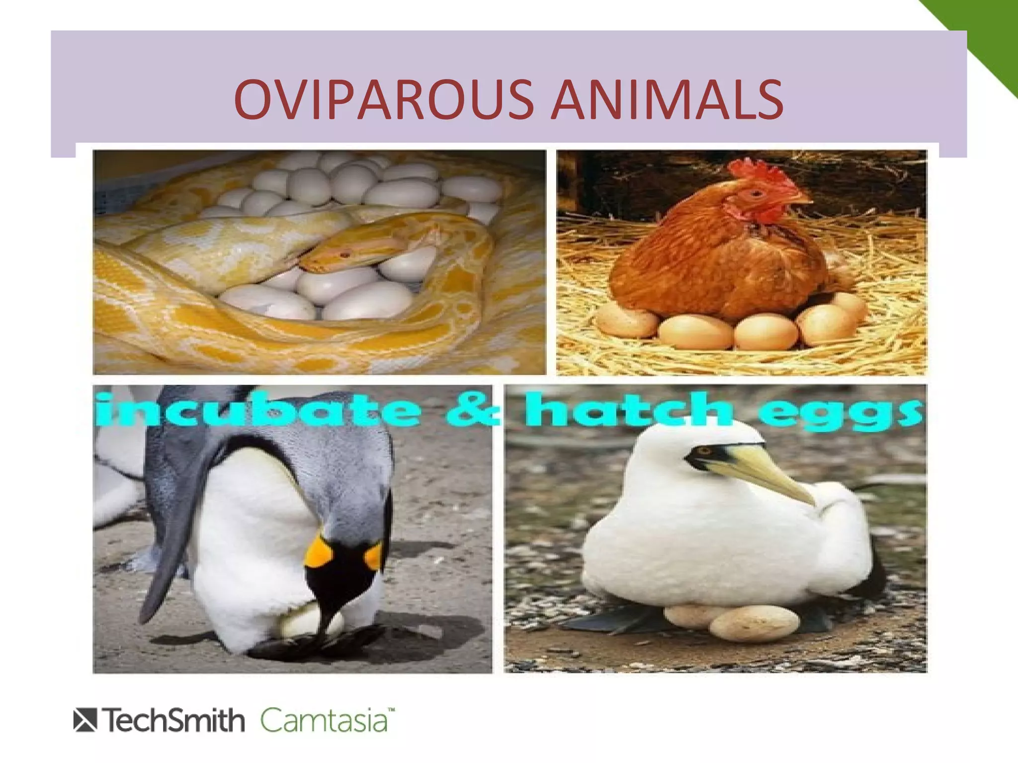 OVIPAROUS ANIMALS