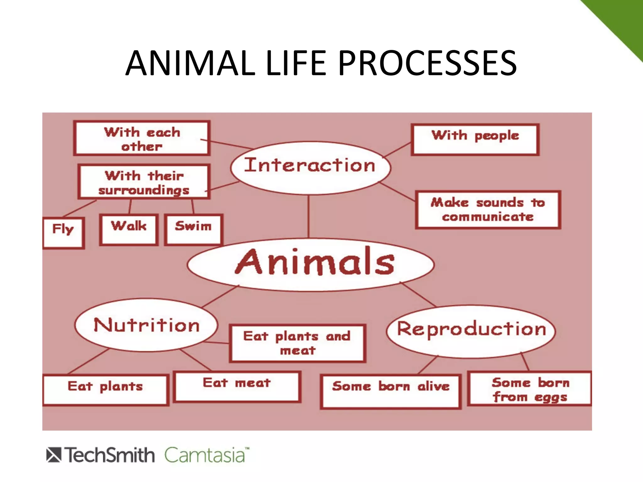 ANIMAL LIFE PROCESSES