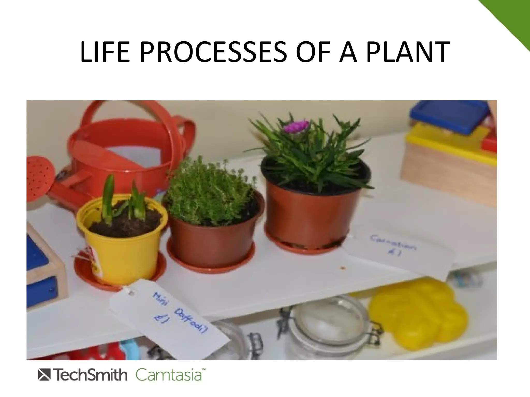 LIFE PROCESSES OF A PLANT