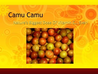Camu Camu Nature’s Biggest Dose Of Vitamin C… Ever! 