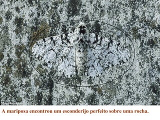 A mariposa encontrou um esconderijo perfeito sobre uma rocha.
 