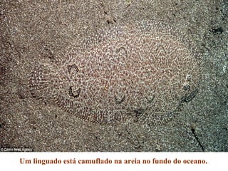 Um linguado está camuflado na areia no fundo do oceano.
 