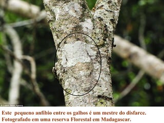 Este pequeno anfíbio entre os galhos é um mestre do disfarce.
Fotografado em uma reserva Florestal em Madagascar.
 