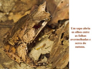 Um sapo abriu
os olhos entre
as folhas
avermelhadas e
ocres do
outono.
 
