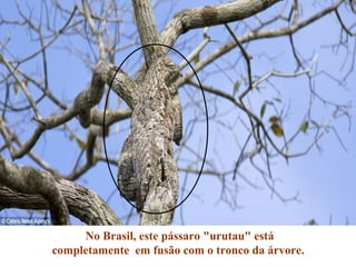 No Brasil, este pássaro "urutau" está
completamente em fusão com o tronco da árvore.
 