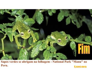 Sapos verdes se abrigam na folhagem - National Park "Manu" no
Peru.
 