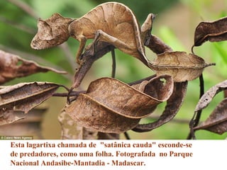 Esta lagartixa chamada de "satânica cauda" esconde-se
de predadores, como uma folha. Fotografada no Parque
Nacional Andasibe-Mantadia - Madascar.
 