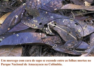 Um morcego com cara de sapo se esconde entre as folhas mortas no
Parque Nacional de Amacayacu na Colômbia.
 