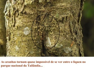 As aranhas tornam quase impossível de se ver entre o líquen no
parque nacional da Tailândia...
 