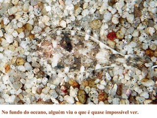 No fundo do oceano, alguém viu o que é quase impossível ver.
 