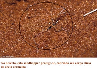 No deserto, esta sandhopper protege-se, cobrindo seu corpo cheio
de areia vermelha .
 