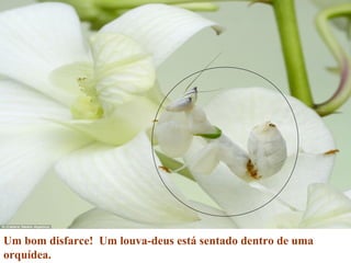 Um bom disfarce! Um louva-deus está sentado dentro de uma
orquídea.
 