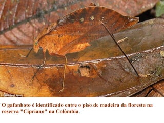 O gafanhoto é identificado entre o piso de madeira da floresta na
reserva "Cipriano" na Colômbia.
 