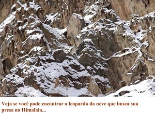 Veja se você pode encontrar o leopardo da neve que busca sua
presa no Himalaia...
 