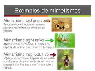 Bicho-pau: características, camuflagem, reprodução - Biologia Net