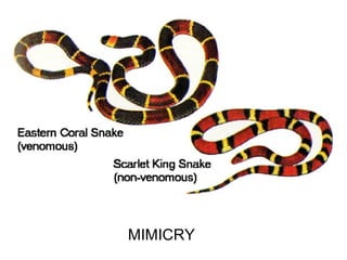 MIMICRY
 