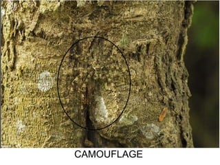 CAMOUFLAGE
 