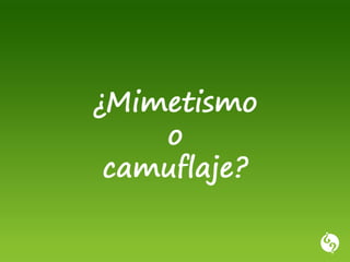 Camuflaje o-mimetismo