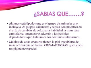 ¿SABIAS QUE…….?
• Algunos cefalópodos que es el grupo de animales que
incluye a los pulpos, calamares y sepias, son maestros en
el arte de cambiar de color, esta habilidad la usan para
camuflarse, amenazar o advertir a los posibles
depredadores que habitan en los dominios submarinos.
• Muchas de estas criaturas tienen la piel recubierta de
unas células que se llaman CROMATOFORAS, que tienen
un pigmento especial.
 