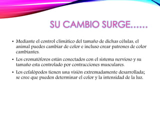 SU CAMBIO SURGE……
• Mediante el control climático del tamaño de dichas células, el
animal puedes cambiar de color e incluso crear patrones de color
cambiantes.
• Los cromatóforos están conectados con el sistema nervioso y su
tamaño esta controlado por contracciones musculares.
• Los cefalópodos tienen una visión extremadamente desarrollada;
se cree que pueden determinar el color y la intensidad de la luz.
 