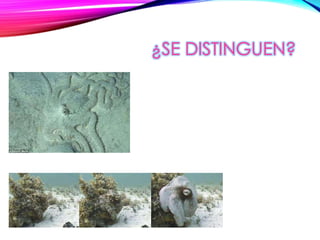 ¿SE DISTINGUEN?
 