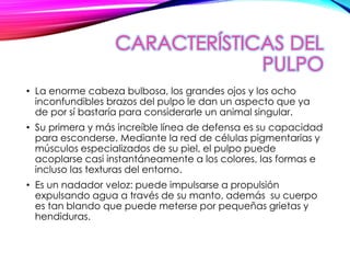 CARACTERÍSTICAS DEL
PULPO
• La enorme cabeza bulbosa, los grandes ojos y los ocho
inconfundibles brazos del pulpo le dan un aspecto que ya
de por sí bastaría para considerarle un animal singular.
• Su primera y más increíble línea de defensa es su capacidad
para esconderse. Mediante la red de células pigmentarias y
músculos especializados de su piel, el pulpo puede
acoplarse casi instantáneamente a los colores, las formas e
incluso las texturas del entorno.
• Es un nadador veloz: puede impulsarse a propulsión
expulsando agua a través de su manto, además su cuerpo
es tan blando que puede meterse por pequeñas grietas y
hendiduras.
 