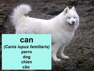 can
(Canis lupus familiaris)
perro
dog
chien
cão

 
