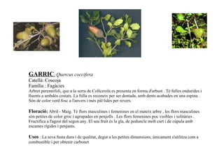 GARRIC :   Quercus coccifera Catellà: Coscoja  Família : Fagàcies Arbret perennifoli, que a la serra de Collcerola es presenta en forma d'arbust . Té fulles endurides i lluents a ambdós costats. La fulla es reconeix per ser dentada, amb dents acabades en una espina . Són de color verd fosc a l'anvers i més pàl·lides per revers.  Floració :  Abril - Maig. Té flors masculines i femenines en el mateix arbre , les flors masculines són petites de color groc i agrupades en penjolls . Les flors femenines poc visibles i solitàries . Fructifica a l'agost del segon any. El seu fruit és la gla, de peduncle molt curt i de cúpula amb escames rígides i penjants. Usos   : La seva fusta dura i de qualitat, degut a les petites dimensions, únicament s'utilitza com a combustible i per obtenir carbonet  
