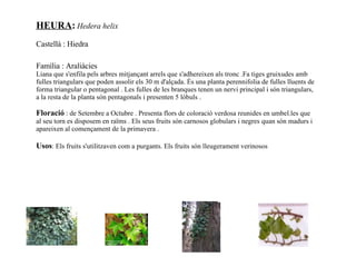 HEURA :   Hedera helix  Castellà : Hiedra    Família : Araliàcies  Liana que s'enfila pels arbres mitjançant arrels que s'adhereixen als tronc .Fa tiges gruixudes amb fulles triangulars que poden assolir els 30 m d'alçada. És una planta perennifolia de fulles lluents de forma triangular o pentagonal . Les fulles de les branques tenen un nervi principal i són triangulars, a la resta de la planta són pentagonals i presenten 5 lòbuls . Floració   : de Setembre a Octubre . Presenta flors de coloració verdosa reunides en umbel.les que al seu torn es disposem en raïms . Els seus fruits són carnosos globulars i negres quan són madurs i apareixen al començament de la primavera . Usos : Els fruits s'utilitzaven com a purgants. Els fruits són lleugerament verinosos     