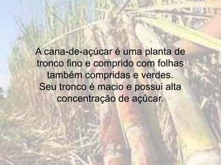 A cana-de-açúcar é uma planta de 
tronco fino e comprido com folhas 
também compridas e verdes. 
Seu tronco é macio e possui alta 
concentração de açúcar. 
 