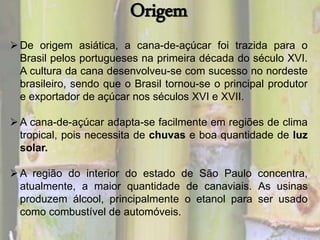 Origem 
De origem asiática, a cana-de-açúcar foi trazida para o 
Brasil pelos portugueses na primeira década do século XVI. 
A cultura da cana desenvolveu-se com sucesso no nordeste 
brasileiro, sendo que o Brasil tornou-se o principal produtor 
e exportador de açúcar nos séculos XVI e XVII. 
A cana-de-açúcar adapta-se facilmente em regiões de clima 
tropical, pois necessita de chuvas e boa quantidade de luz 
solar. 
A região do interior do estado de São Paulo concentra, 
atualmente, a maior quantidade de canaviais. As usinas 
produzem álcool, principalmente o etanol para ser usado 
como combustível de automóveis. 
 