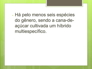 - Há pelo menos seis espécies
do gênero, sendo a cana-de-
açúcar cultivada um híbrido
multiespecífico.
 