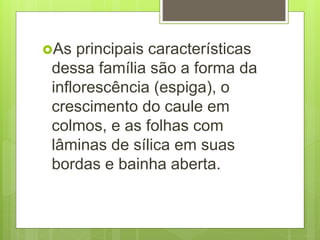 As principais características
dessa família são a forma da
inflorescência (espiga), o
crescimento do caule em
colmos, e as folhas com
lâminas de sílica em suas
bordas e bainha aberta.
 