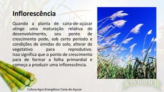 Inflorescência 
Quando a planta de cana-de-açúcar 
atinge uma maturação relativa de 
desenvolvimento, seu ponto de 
crescimento pode, sob certo período e 
condições de úmidas do solo, alterar de 
vegetativo para reprodutivo. 
Isso significa que o ponto de crescimento 
para de formar a folha primordial e 
começa a produzir uma inflorescência. 
 