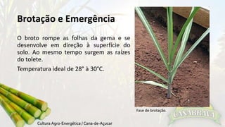 Brotação e Emergência 
O broto rompe as folhas da gema e se 
desenvolve em direção à superfície do 
solo. Ao mesmo tempo surgem as raízes 
do tolete. 
Temperatura ideal de 28° à 30°C. 
Fase de brotação. 
 