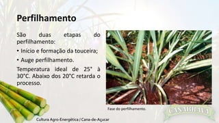 Perfilhamento 
São duas etapas do 
perfilhamento: 
• Início e formação da touceira; 
• Auge perfilhamento. 
Temperatura ideal de 25° à 
30°C. Abaixo dos 20°C retarda o 
processo. 
Fase do perfilhamento. 
 