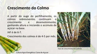 Crescimento do Colmo 
A partir do auge do perfilhamento, os 
colmos sobreviventes continuam o 
crescimento e desenvolvimento, 
ganhando altura e iniciando o acúmulo de 
açúcar na base. 
IAF é de 6-7. 
Crescimento dos colmos é de 4-5 por mês. 
Fase do crescimento dos colmos. 
 