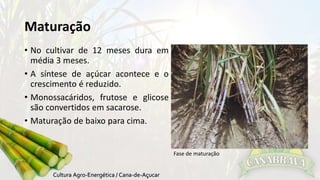 Maturação 
• No cultivar de 12 meses dura em 
média 3 meses. 
• A síntese de açúcar acontece e o 
crescimento é reduzido. 
• Monossacáridos, frutose e glicose 
são convertidos em sacarose. 
• Maturação de baixo para cima. 
Fase de maturação 
 