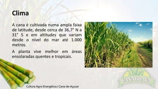 Clima 
A cana é cultivada numa ampla faixa 
de latitude, desde cerca de 36,7° N a 
31° S e em altitudes que variam 
desde o nível do mar até 1.000 
metros. 
A planta vive melhor em áreas 
ensolaradas quentes e tropicais. 
 