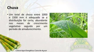 Chuva 
• Um total de chuva entre 1000 
e 1500 mm é adequado se a 
distribuição for certa, abundante 
nos meses de crescimento 
vegetativo seguido por um 
período de amadurecimento. 
 